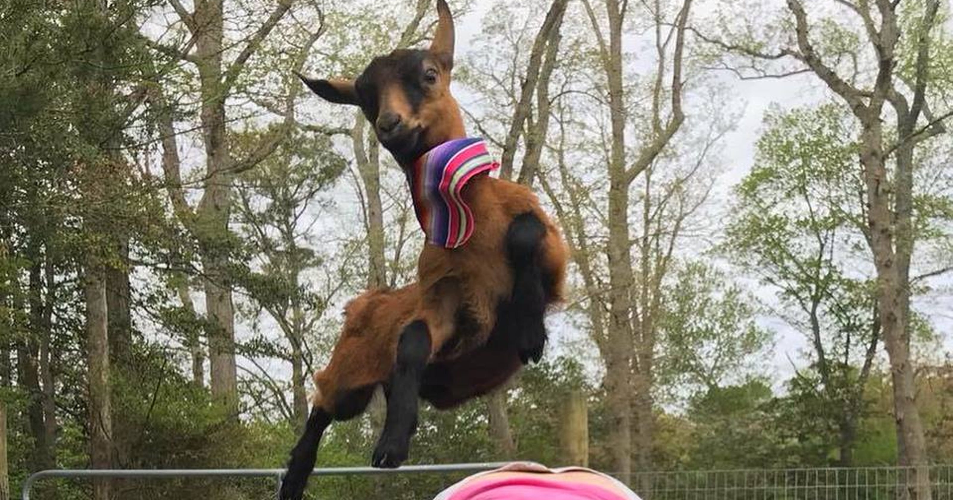 Sussex County business mixes laughter and exercise with goat yoga