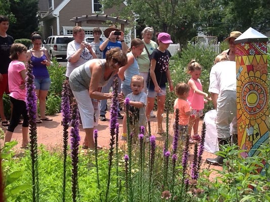 Backyard butterfly garden
