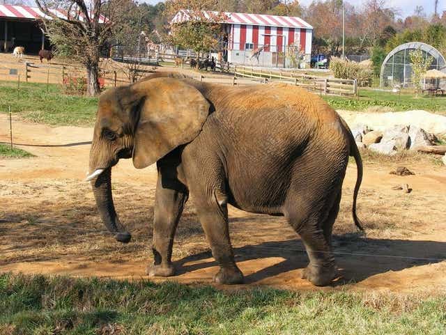 Animal Defense Partnership Calls For Better Elephant Conditions At Natural Bridge Zoo