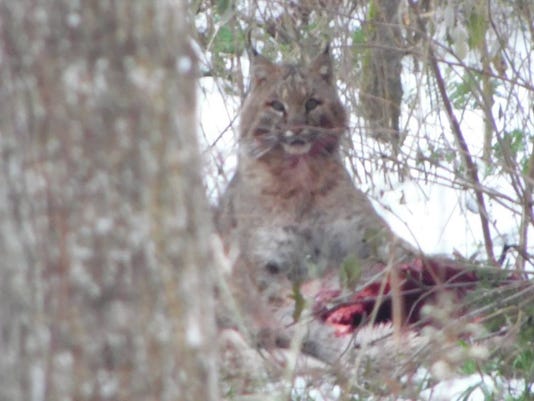 Backyard Bobcat Gives U P Couple A Rare Close Up