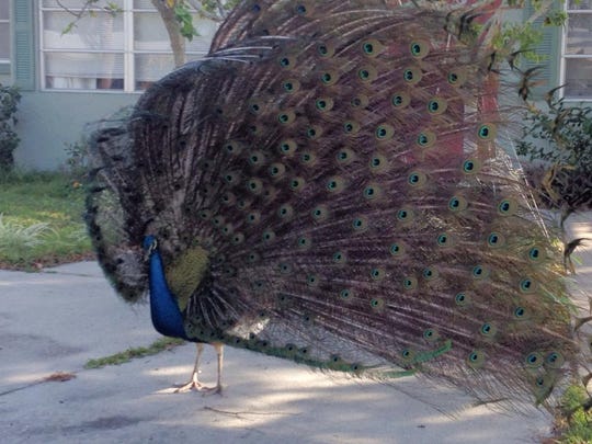 BDB: There are wild peacocks in Cape Canaveral