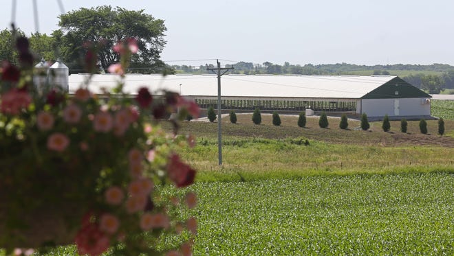 The view from Gary Netser's living room window includes a small confined animal feeding operation (CAFO) on Wednesday, June 8, 2016, in Iowa County. Two confinements were built across the road from Nester's home and because they are considered small operations they are not subject to regulations about distance from homes. 