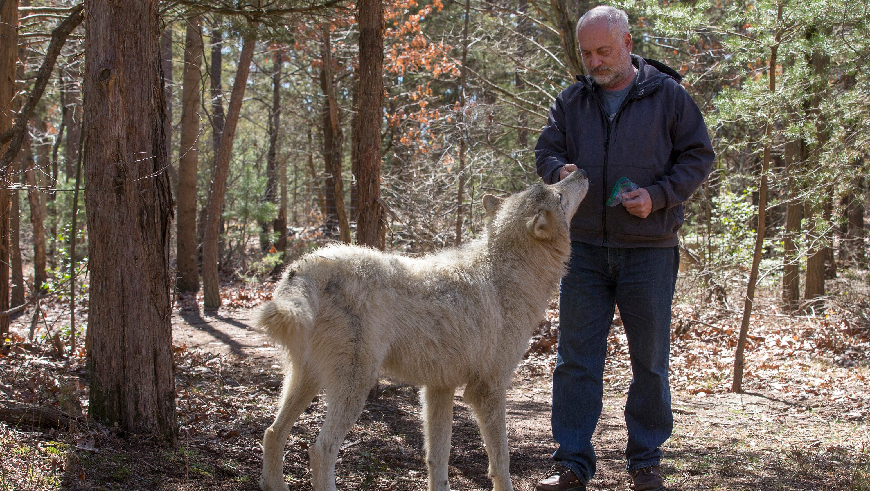 Desafío Flecha cuenta Jackson NJ Howling Woods Farm sanctuary wolfdogs were starved: Lawsuit
