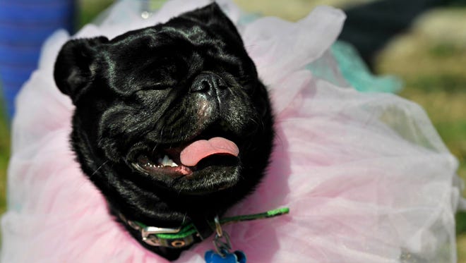 Despite his pink tutu, pug Sir Winston, made his owner Grace Cozby proud by winning the King award during the Krewe of Barkus parade at Camp Barkley Saturday. The Mardi Gras event had been postponed from a week earlier due to weather.