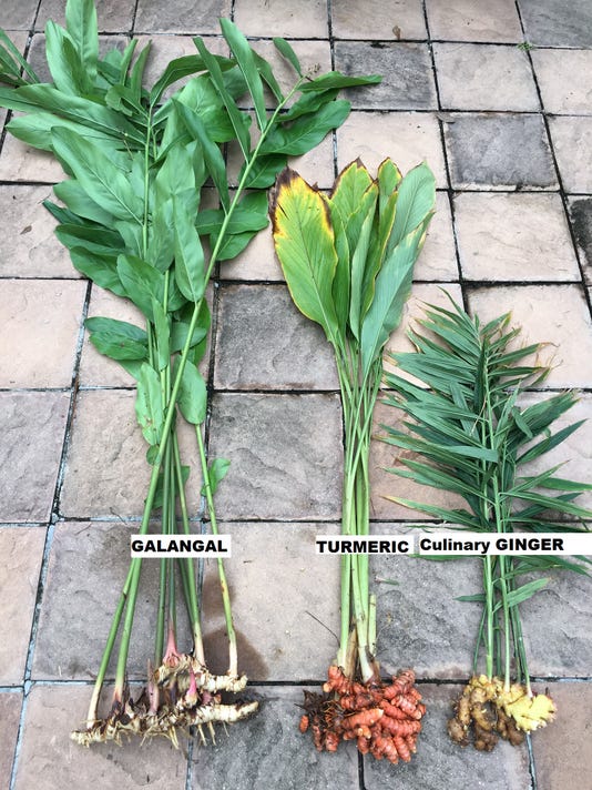 it's a snap to grow edible gingers