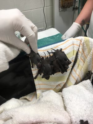 Von Arx Wildlife Hospital staff examine one hundred and two Brazilian free-tailed bats that were found on the ground after the palm frond they were clinging to fell from the tree.