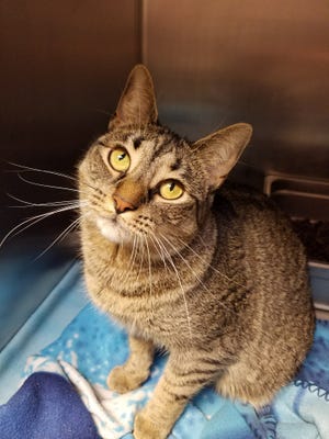 Gypsy is a 2-year-old brown tabby who was returned to the shelter, because she didn’t get along with the other cats in the household. Gypsy is a super sweet girl, but may do best as an only cat. If you have the spot for her, please stop out!