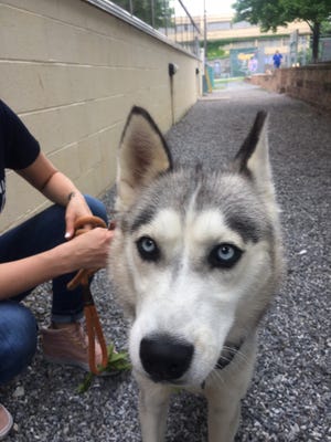 The Pennsylvania Society for the Prevention of Cruelty to Animals rescued this adult female husky named Rosella. Someone had illegally debarked Rosella by pushing a pipe-type object down her throat multiple times to damage her vocal chords.