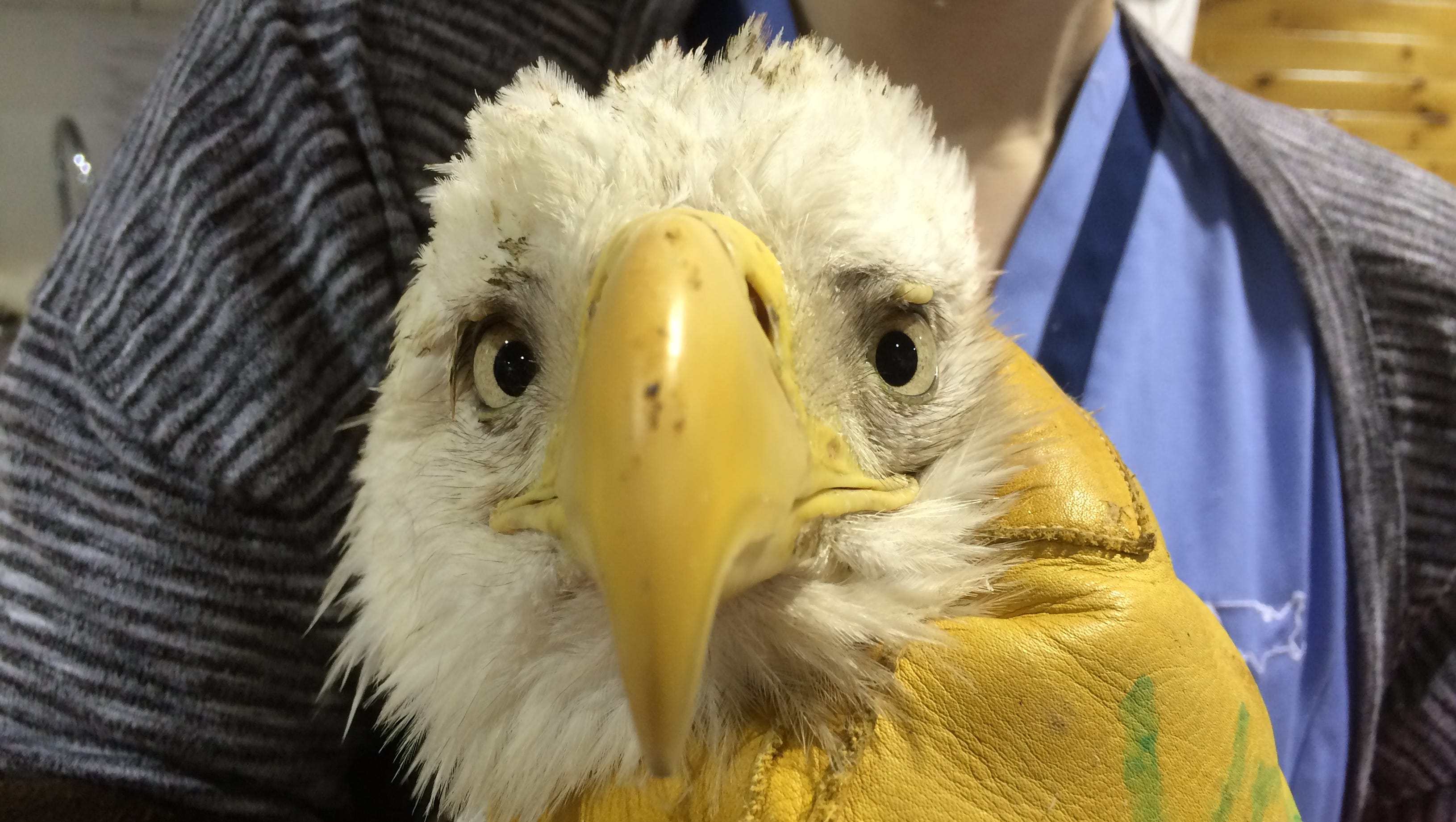 How can humans prevent bald eagle deaths?