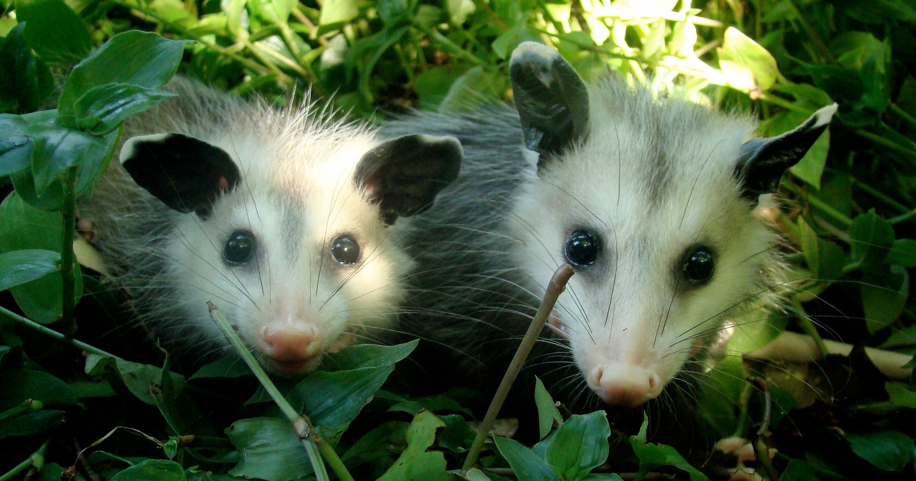 Oh, 'possum! Concert raises funds for wild babies