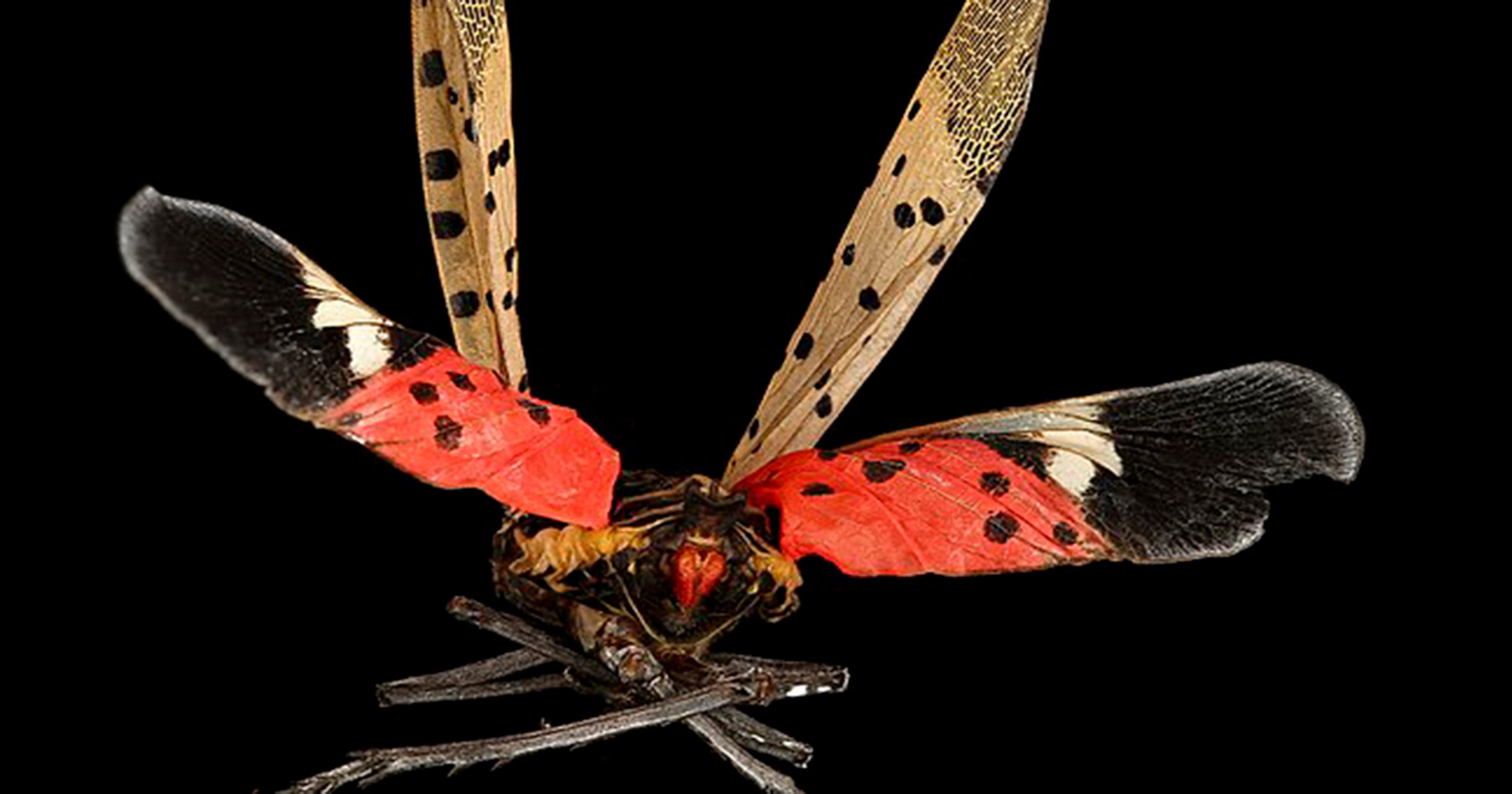 Spotted Lanternfly in Pa.: Here's what to do about the invasive pest