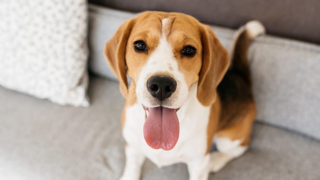 cute dogs