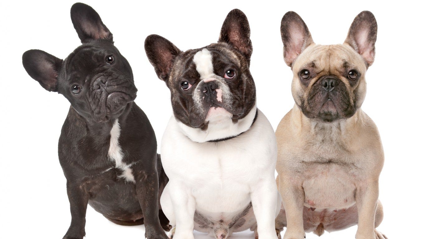 Marijuana poisoning cases in dogs on the rise Marijuana poisoning cases in dogs on the rise