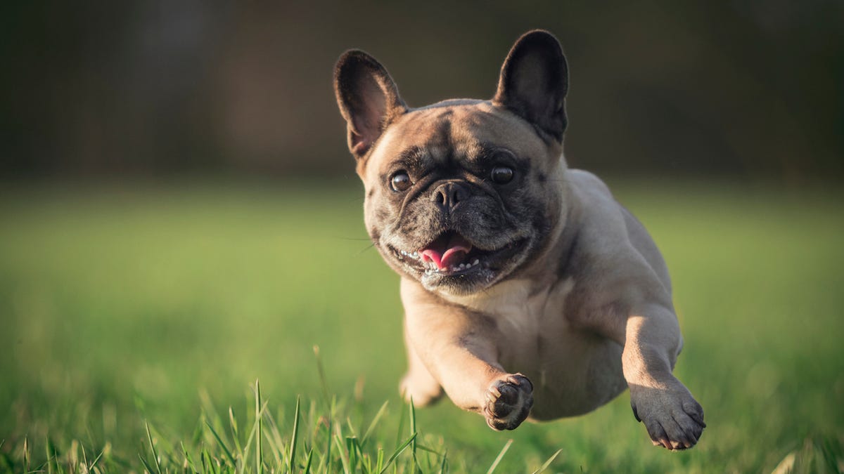 Some of America's most adored pooches are so petite that they weigh less than a gallon of milk. 24/7 Wall Street has compiled a list of the most popular tiny dog breeds in the U.S., working off data from the American Kennel Club (AKC), which registers dog breeds.