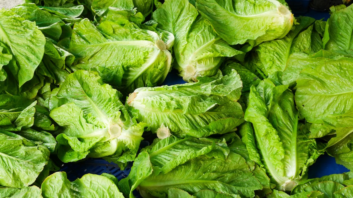 At least 32 people in 11 states have gotten sick from the same strain of E. coli contaminating romaine lettuce, the CDC said in a warning.