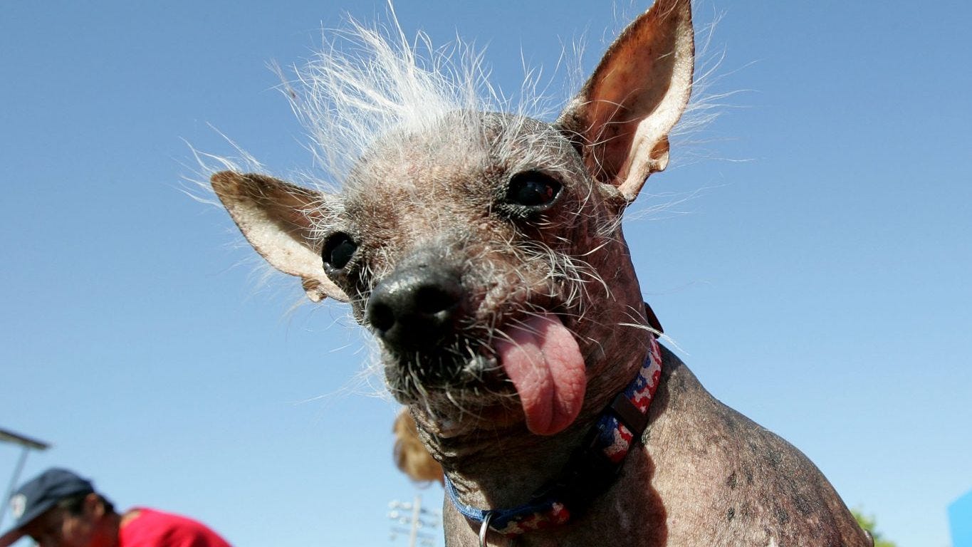 Ugliest dogs of all time: Only an owner could love these faces