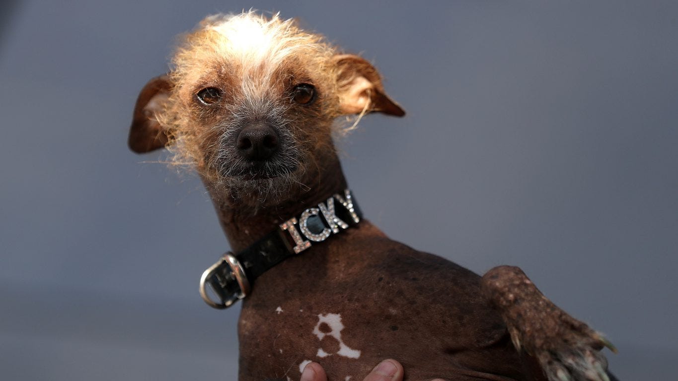 Ugliest dogs all time: Only an owner love these faces