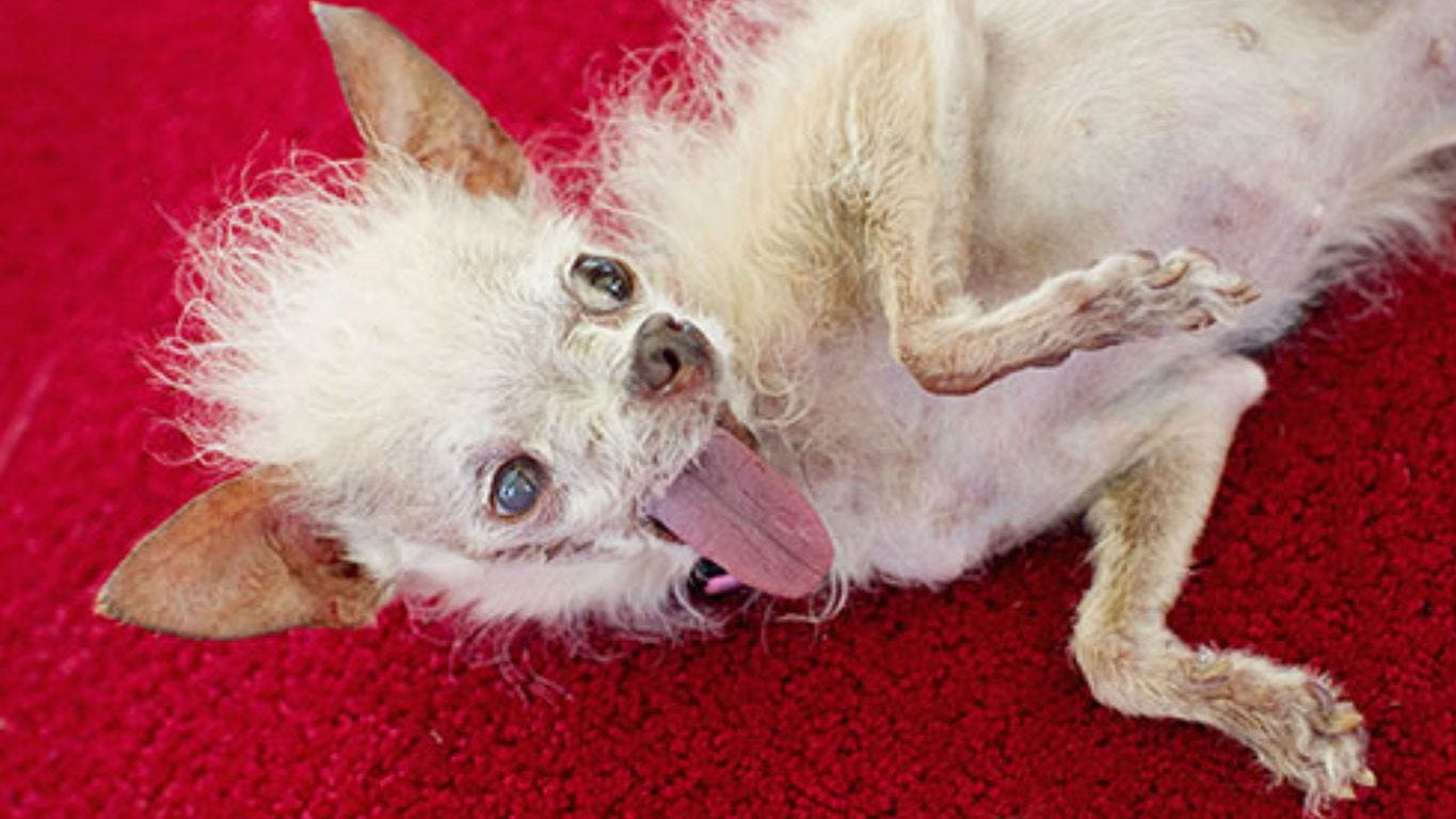 Ugliest Dogs Of All Time Only An Owner Could Love These Faces