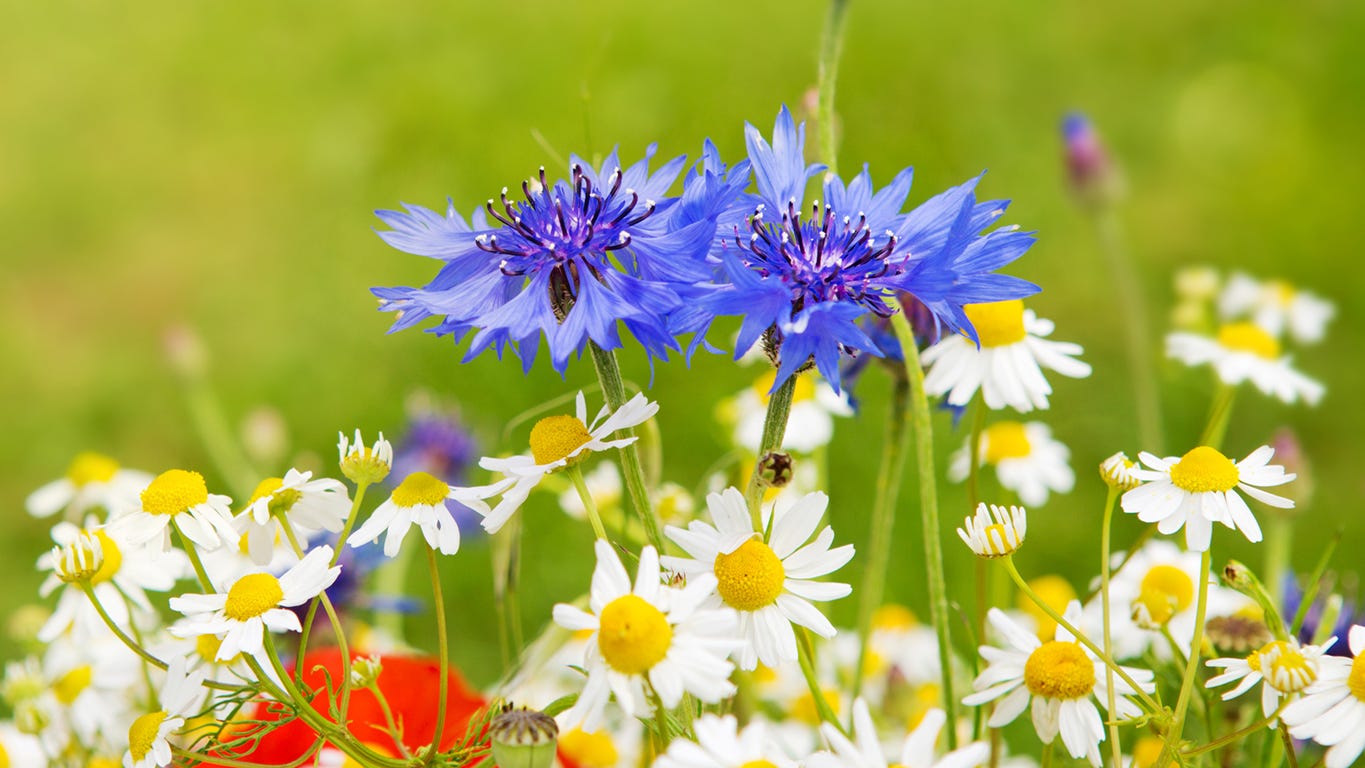 First day of spring starts Thursday, March 19 Warm weather coming?