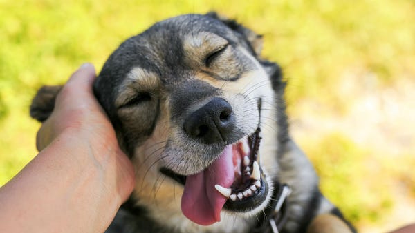 Pet ownership is on climbing in the United...