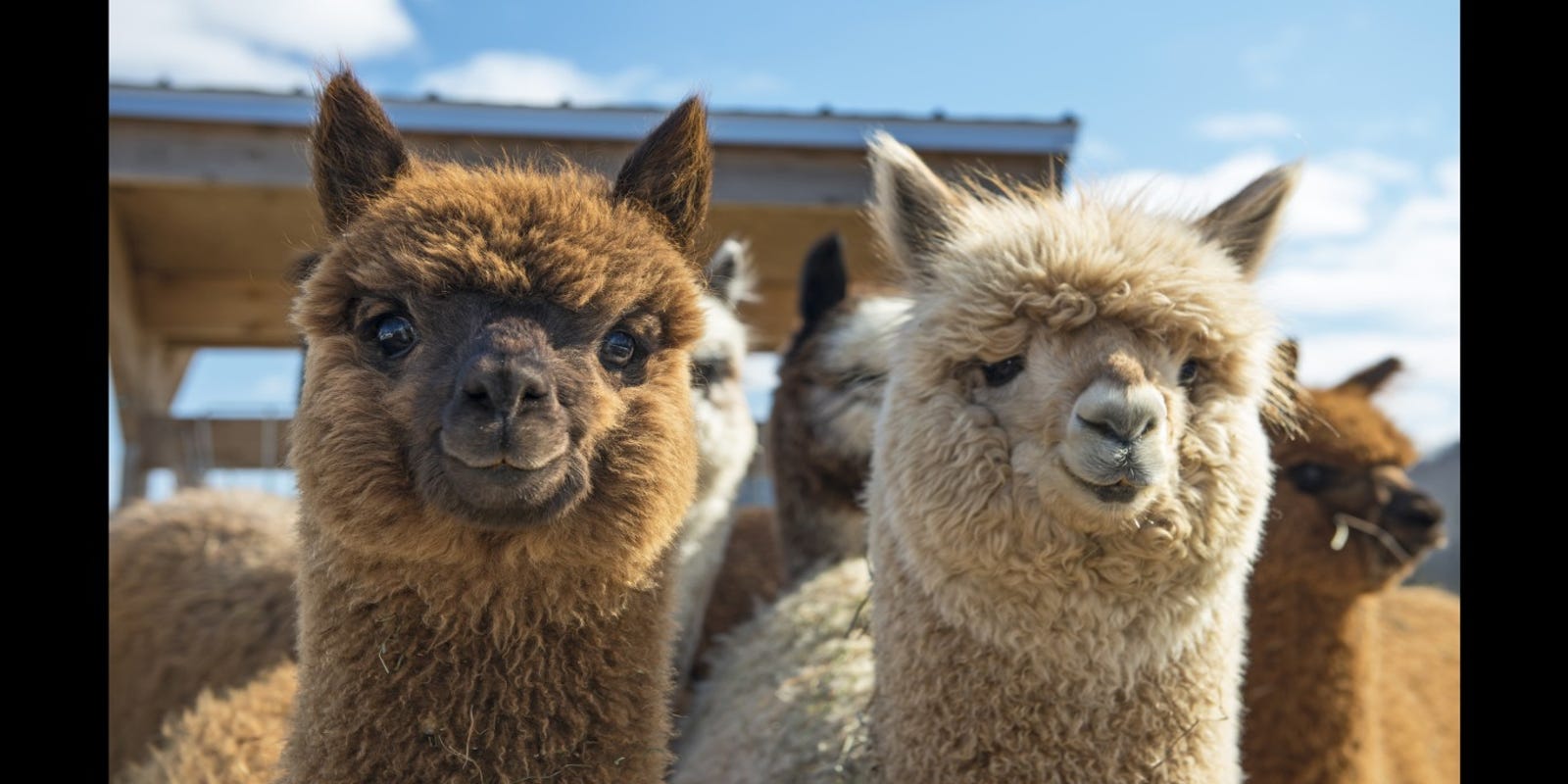 Vermont alpaca farms to check out if you're looking for something new