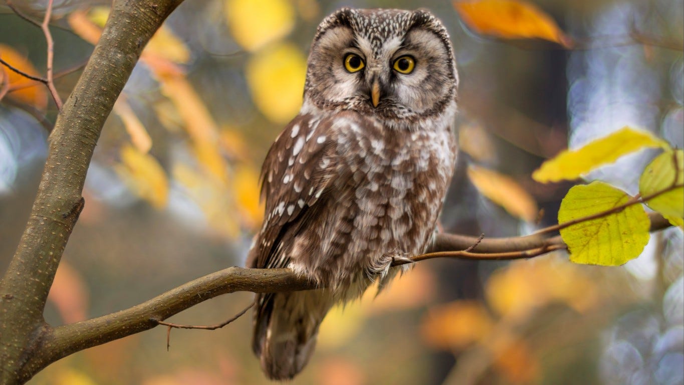 Download Fact Check Image Claiming To Show Madagascar Red Owl Is Digital Art