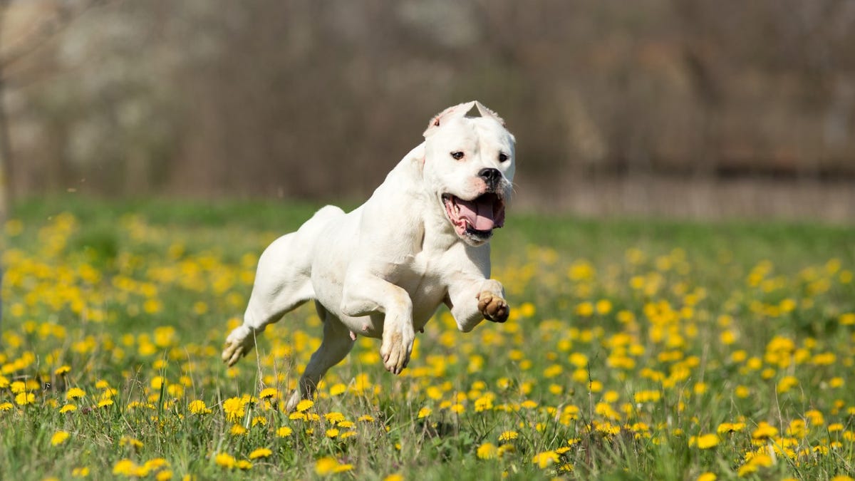 Dog breeds with the shortest life expectancy Dog breeds with the shortest life expectancy