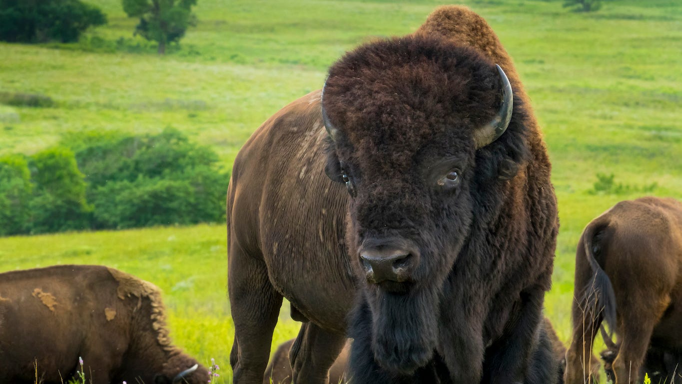 buffalo, 'Tyson Bison,' spotted roaming Chicago suburbs