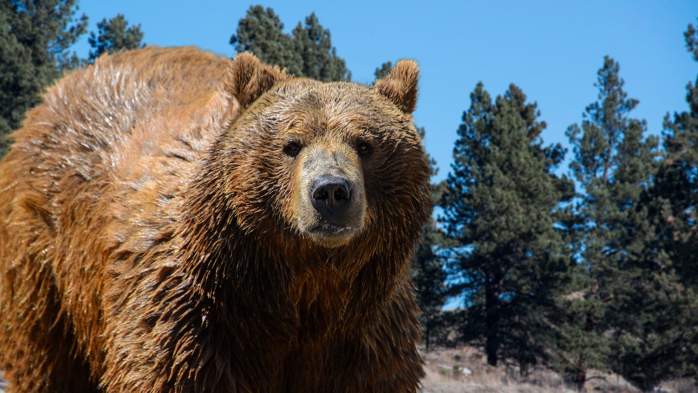 Could You Beat A Grizzly Bear In A Fight Some People Think They Can