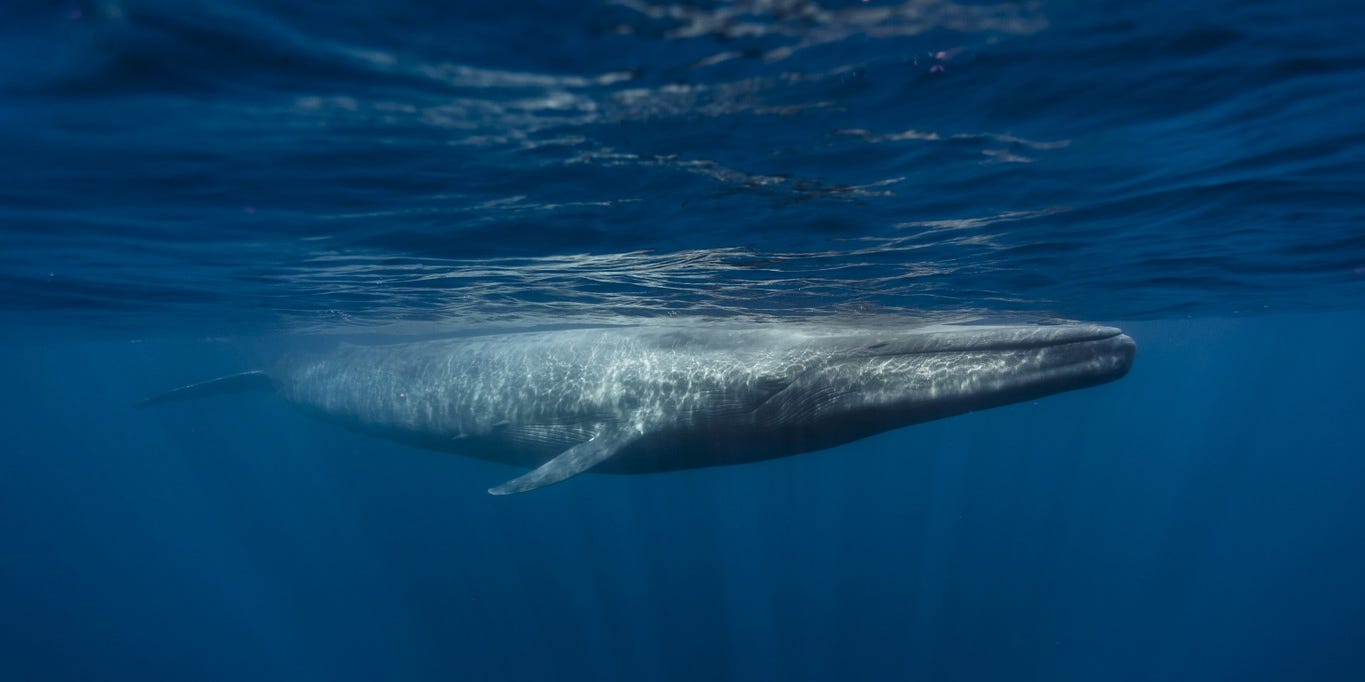 What is the biggest whale? What is the smallest whale?