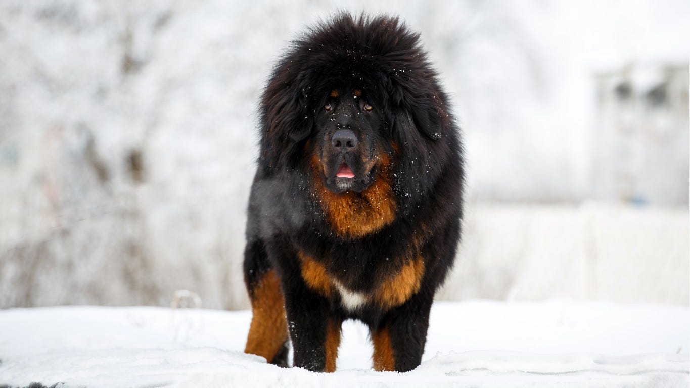 meet-the-most-expensive-dog-in-the-world-plus-its-contenders