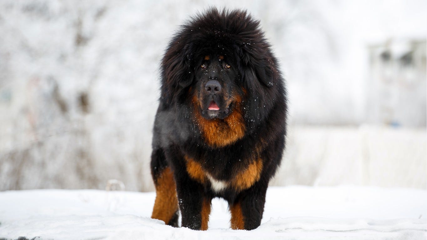 What Is The Most Expensive Dog The Most Expensive Dog Breeds Ranked What Is The Most Expensive Dog The Most Expensive Dog Breeds Ranked