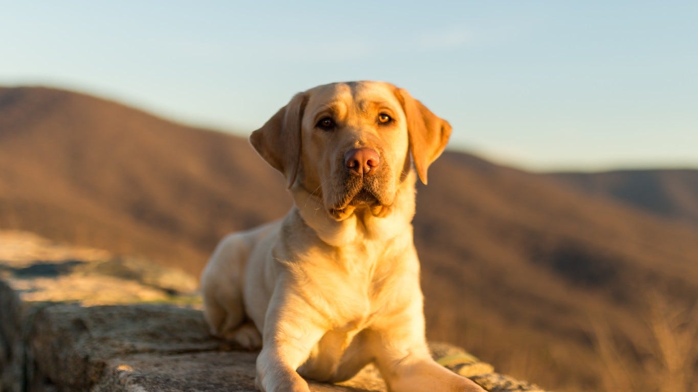 Why is my dog shaking? Tips on what to do and when to see the vet