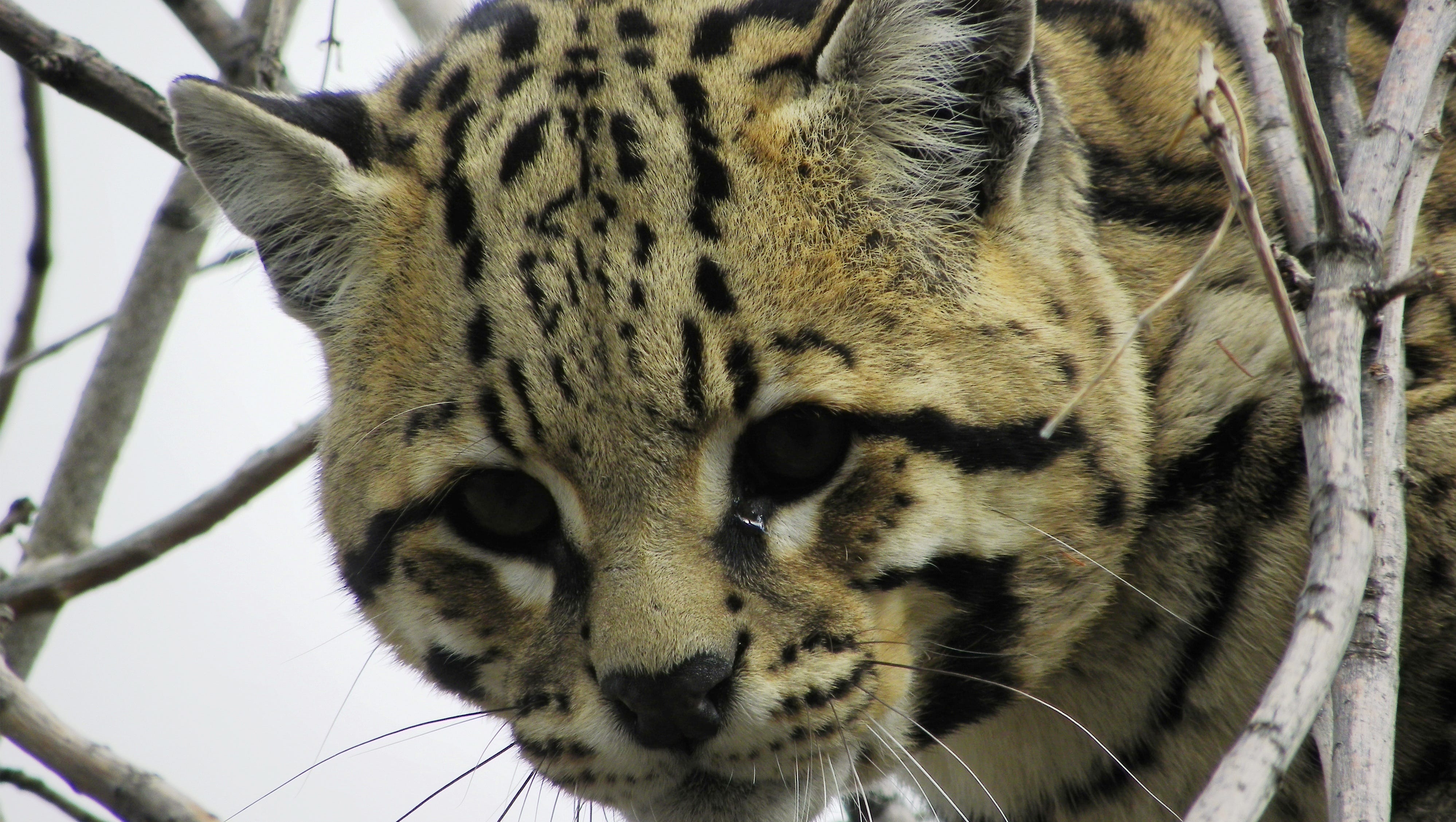 Endangered Ocelots Discovered South Of U S Mexico Border