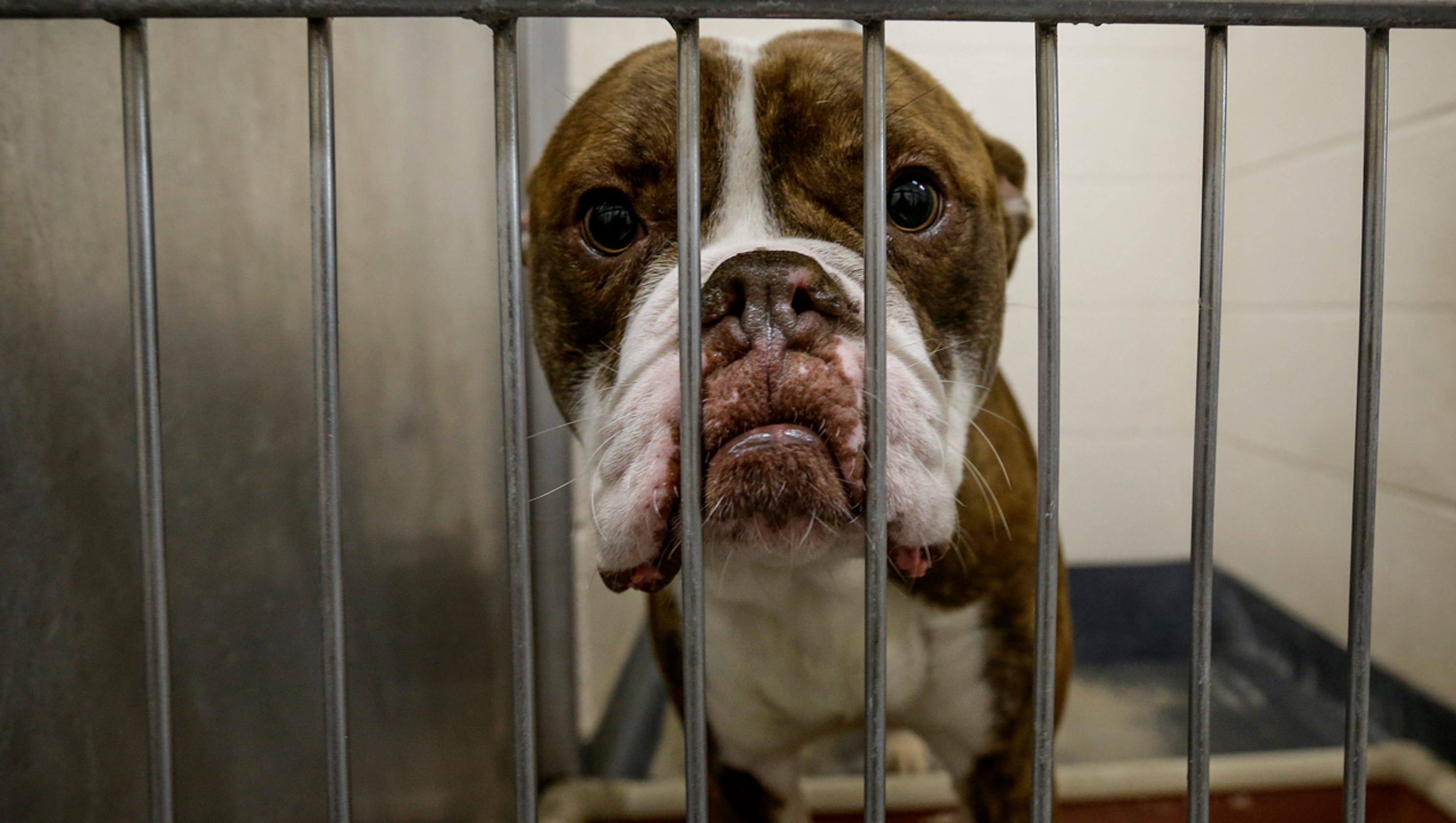 Most popular dog breeds at one Indianapolis animal shelter - Indianapolis Star