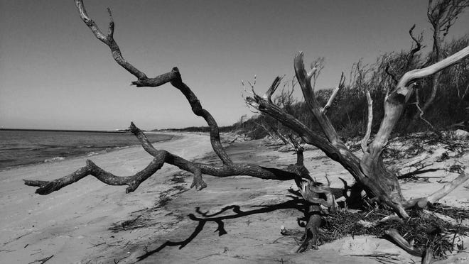 The now-Higbee Beach Wildlife Management Area, owned by the state of New Jersey.