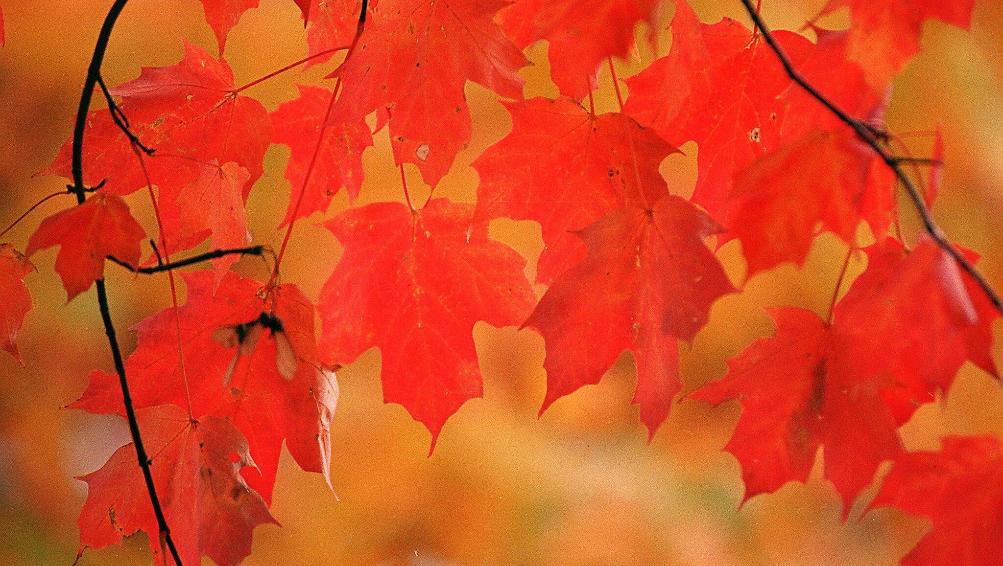 Autumn Temperatures In Memphis Finally Arriving Thursday autumn-temperatures-in-memphis-finally-arriving-thursday