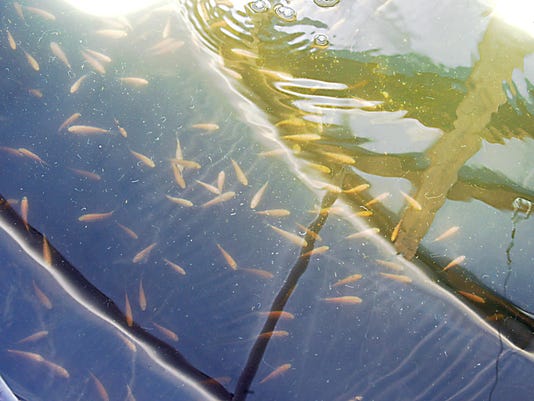 Master Gardener: Grow crops, raise fish with aquaponics