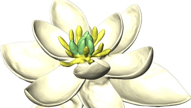 A 3D model of the ancestral flower reconstructed by a new study, showing both female (carpels) and male (stamens) parts, and multiple whorls (concentric cycles) of petal-like organs, in sets of threes.