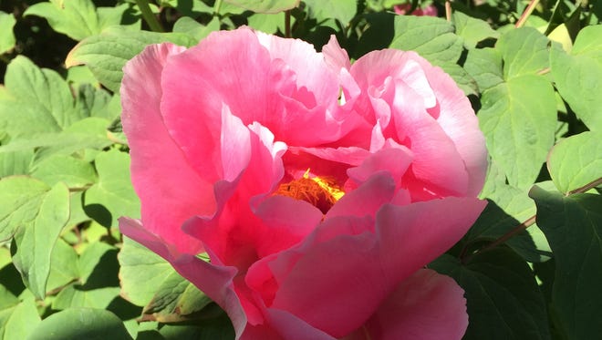 When bringing peonies indoors, pick buds that are just beginning to open up rather than ones in full bloom.
