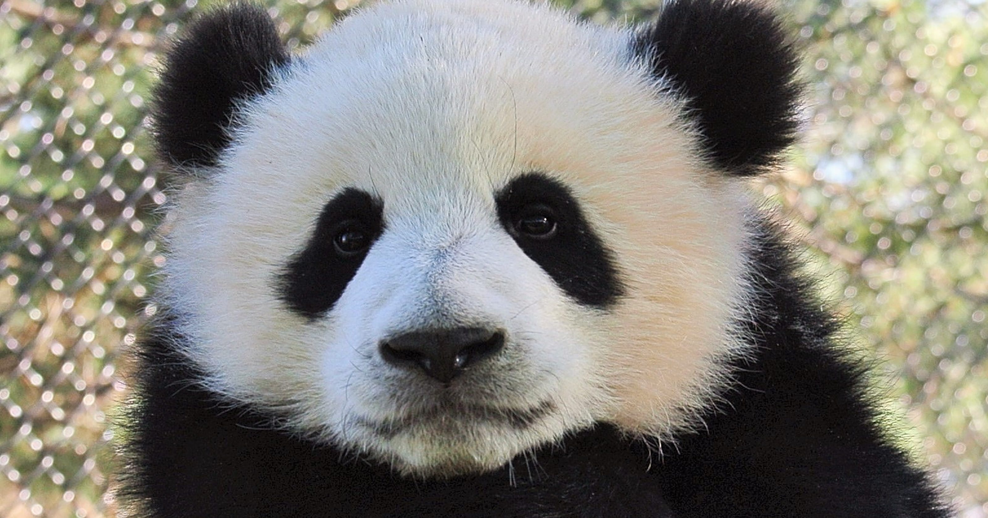 Панда без кругов. Панда без пятен. Панда в Московском зоопарке. Панда Алерт. Зоопарк Торонто.