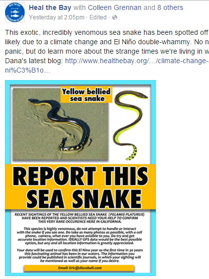 venomous yellow bellied sea snake hits