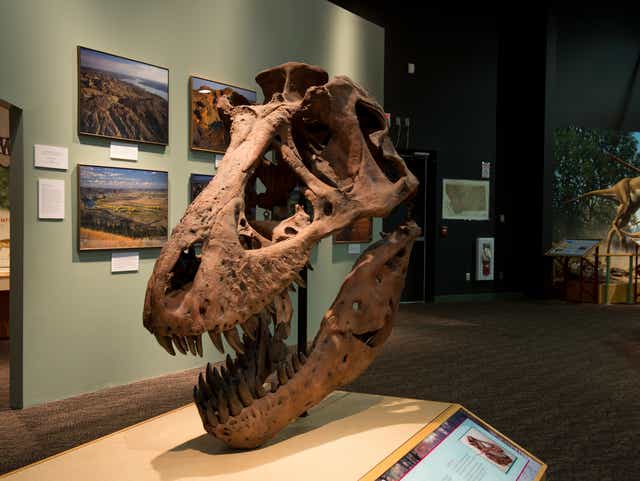 wallpapers Dinosaur Photos Real Life dinosaurs in real life where to find a