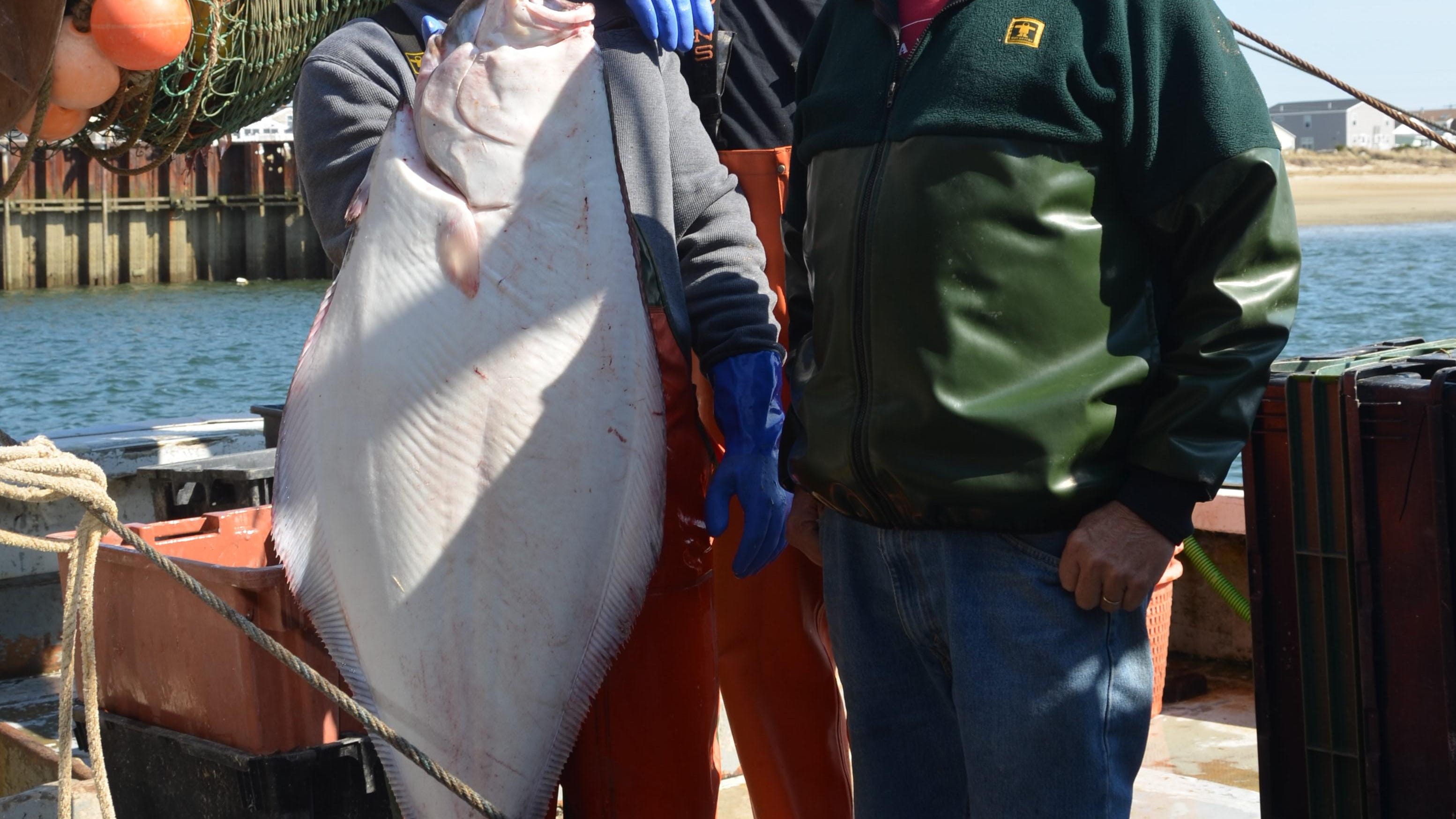 'Amazing' halibut, one of the largest fish in the Gulf of Maine, are