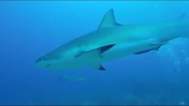 Shark Diver seems greet