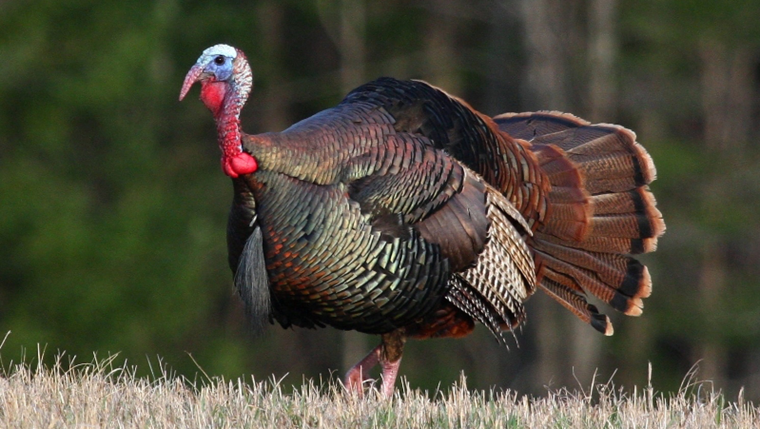 Wisconsin spring turkey harvest drops 10
