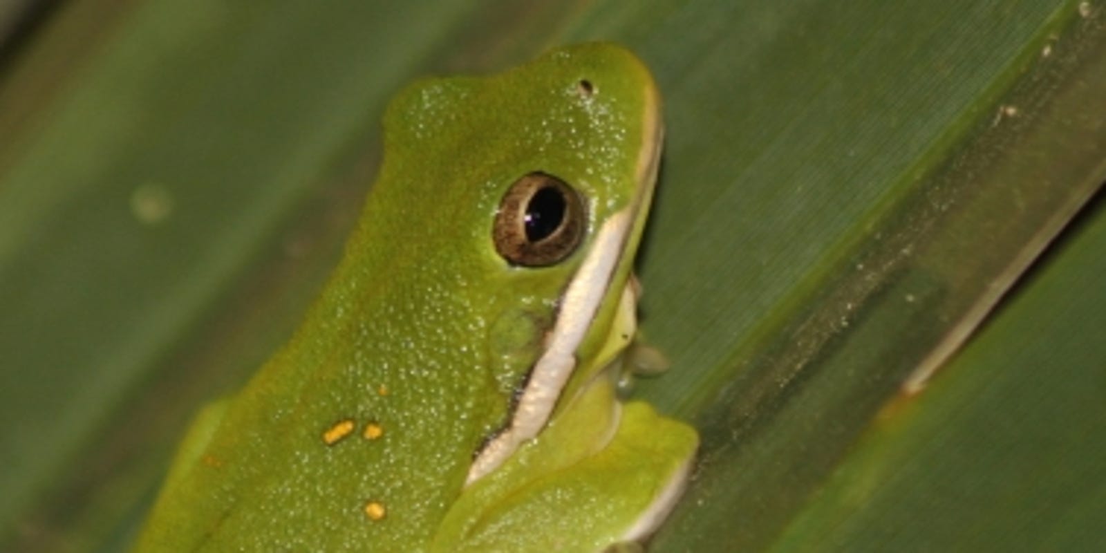 Wild About Texas Amazing Tree Frog Can Climb Glass