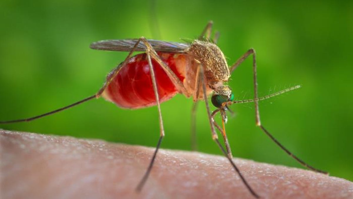 Eee Virus By Mosquito Bite Symptoms Latest On Michigan Cases