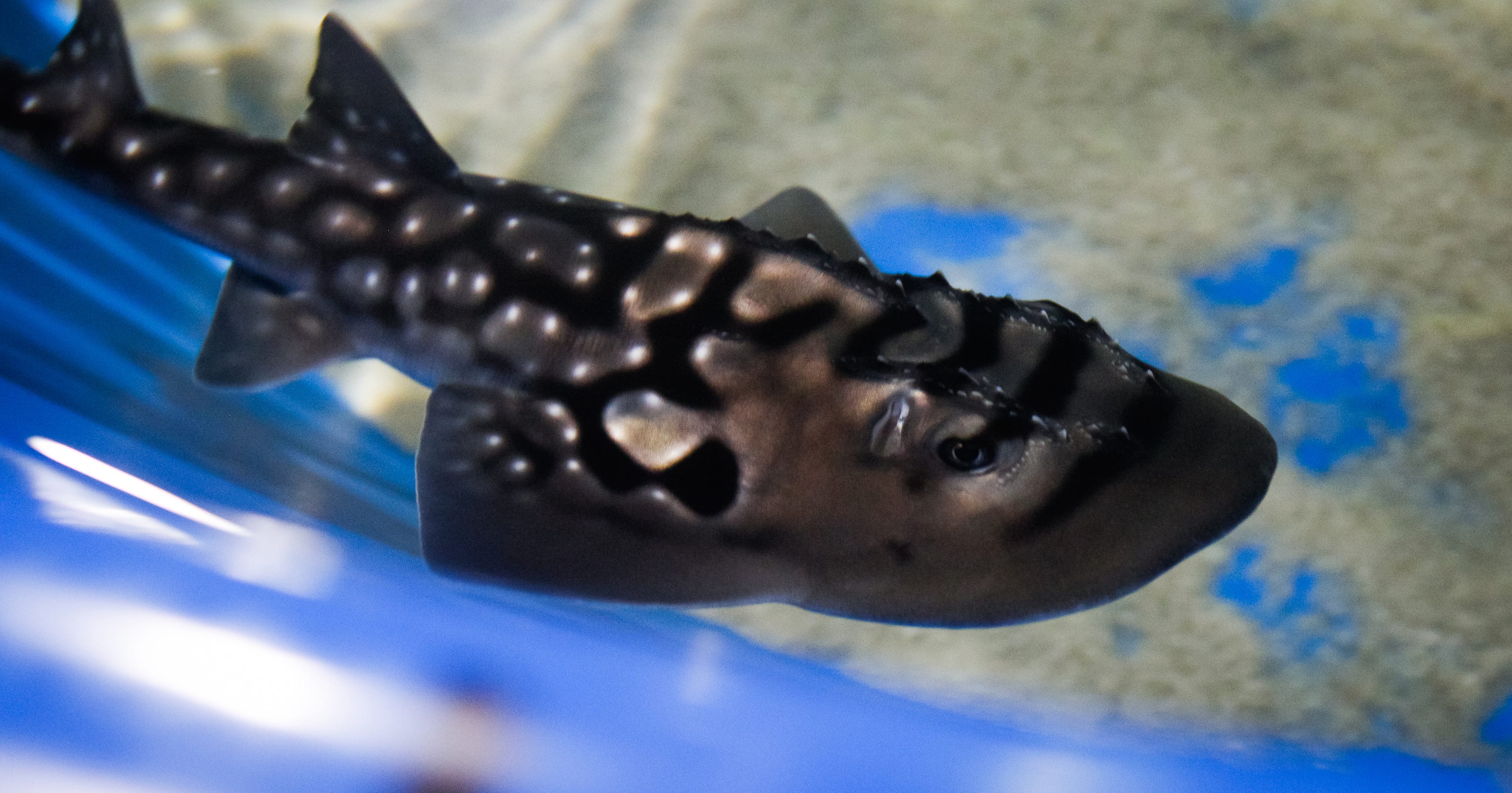 Aww Newport Aquarium Has Shark Ray Pups