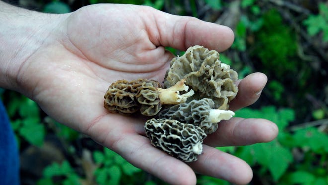 Morels have hollow tubes with tips that resemble little brains.